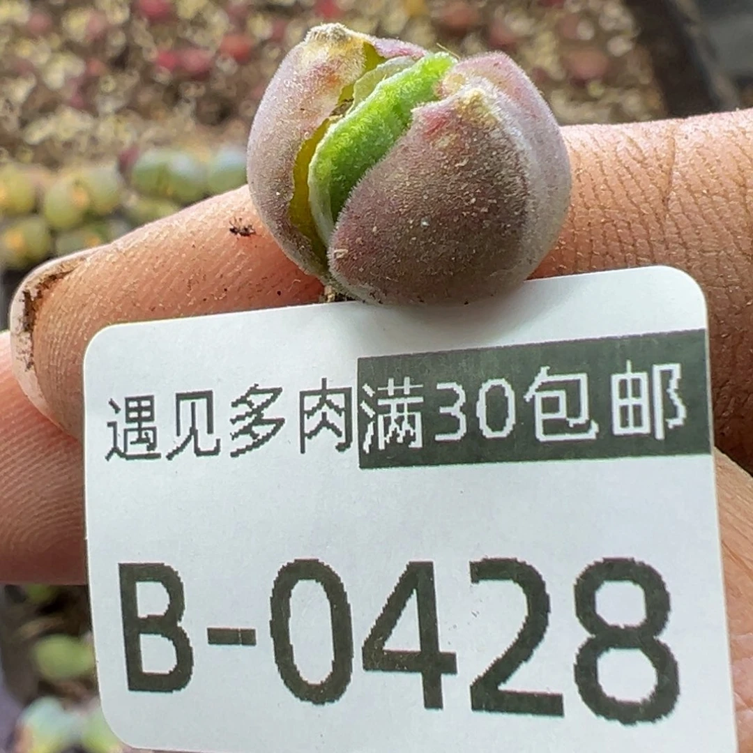 多肉植物1111111111111