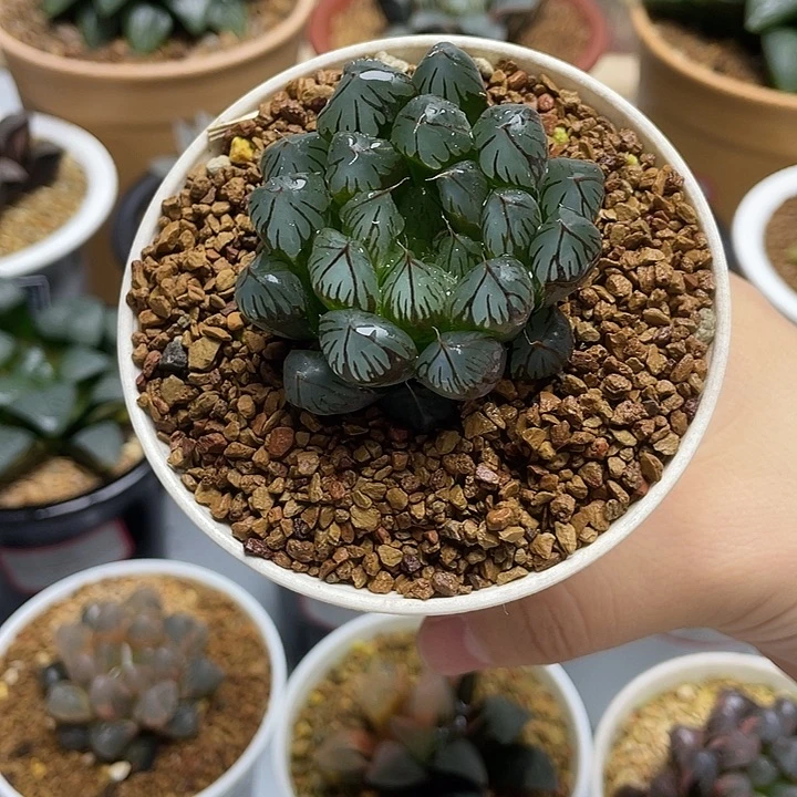 3  实生玉露十二卷多肉