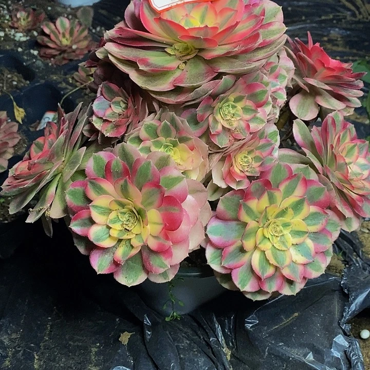 倾城老桩捧花869号