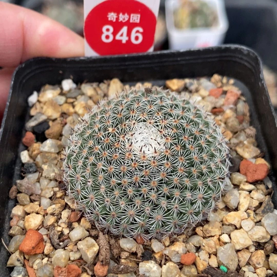 实生单刺欧系恋山彦4.1cm