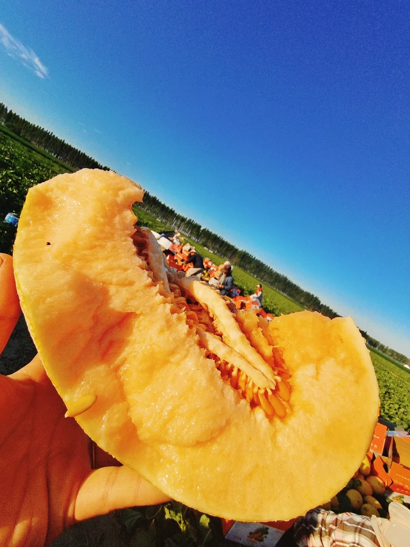 【京东包邮】新疆特产金色年华哈密瓜