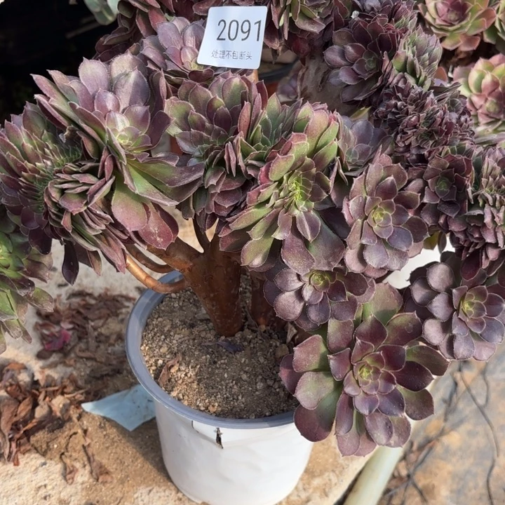 荷兰玫瑰坠多肉处理不包断头2091