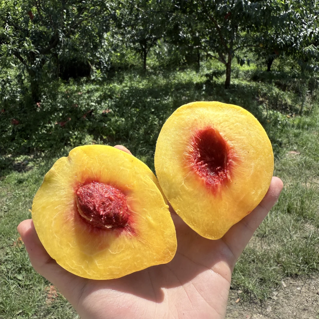 正宗湖南炎陵新鲜现摘锦绣黄桃红心黄桃香脆清甜可口当天摘当天发