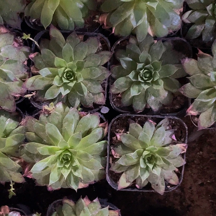 6.5方观音莲带盆土发