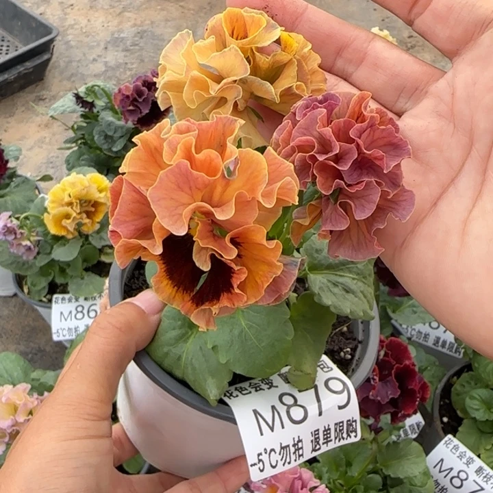 无花朵M879小苗默认苗晃零下5勿拍