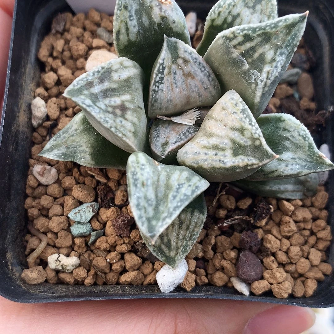 铜雀台，一物一拍，带盆带土