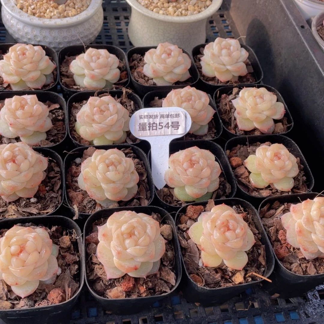 量拍54号优选水晶粉钻单头一个