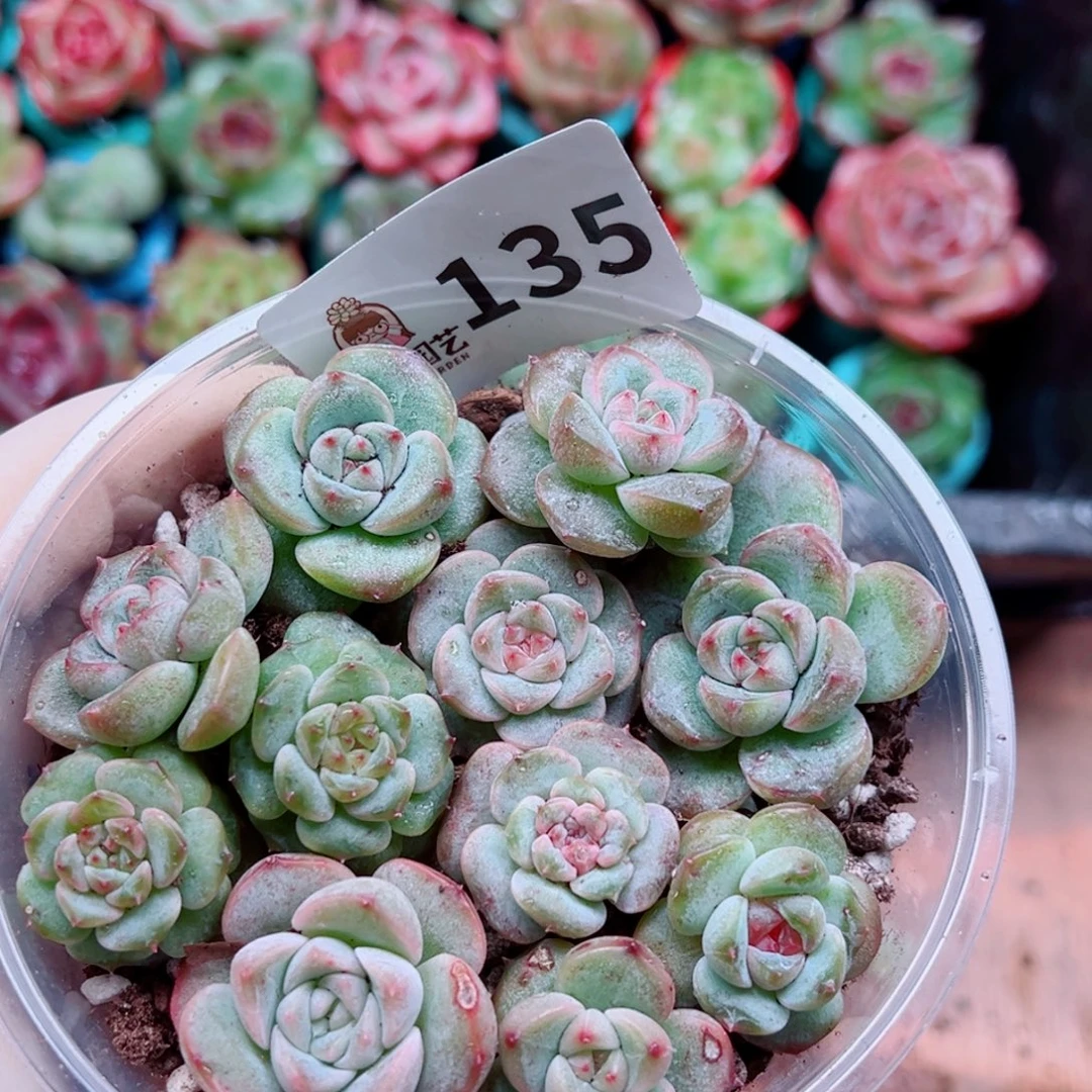 多肉植物多肉植物