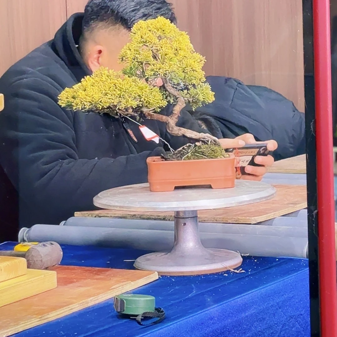 金***毛完全开放盆景绿植花卉