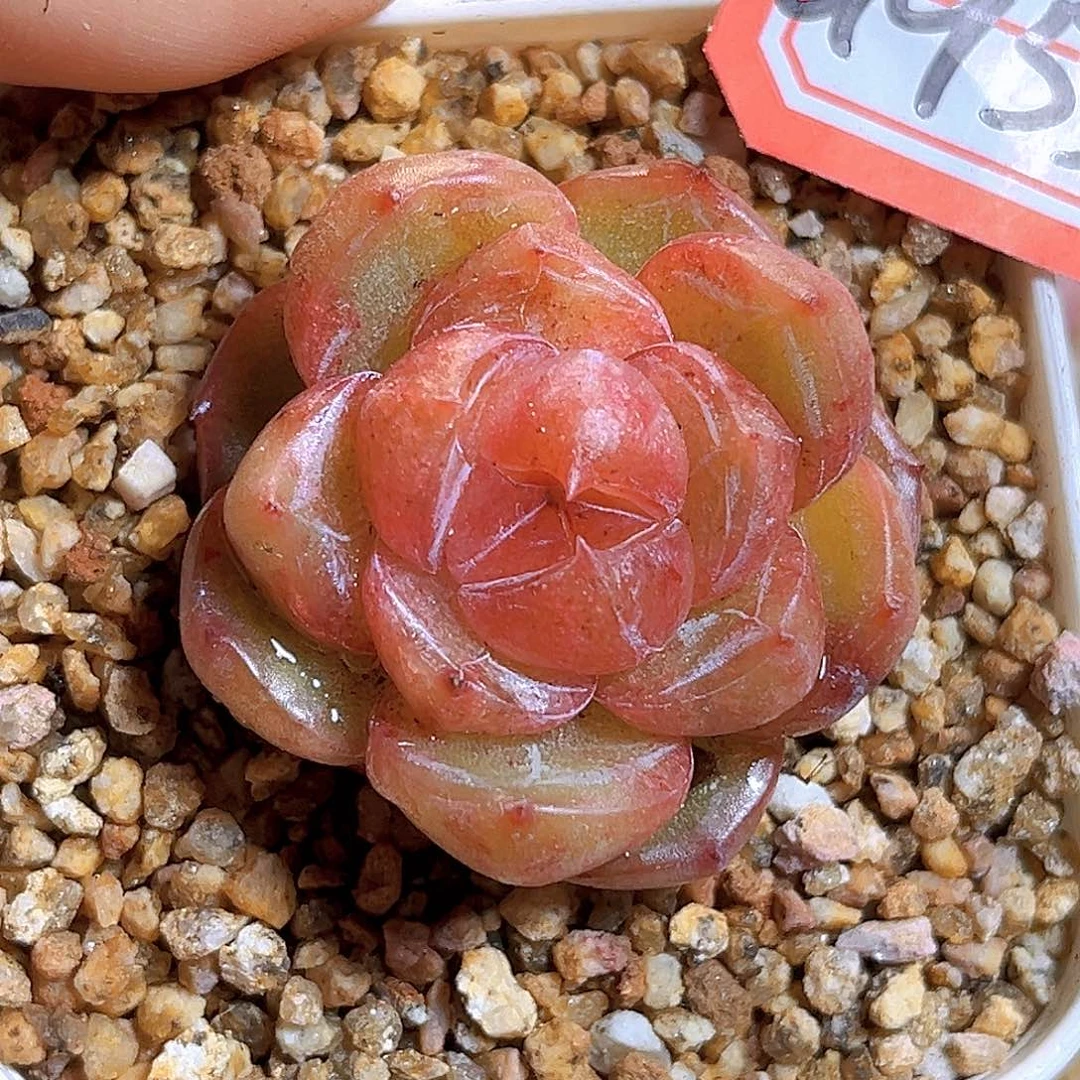G953  新品珍妮满18包邮