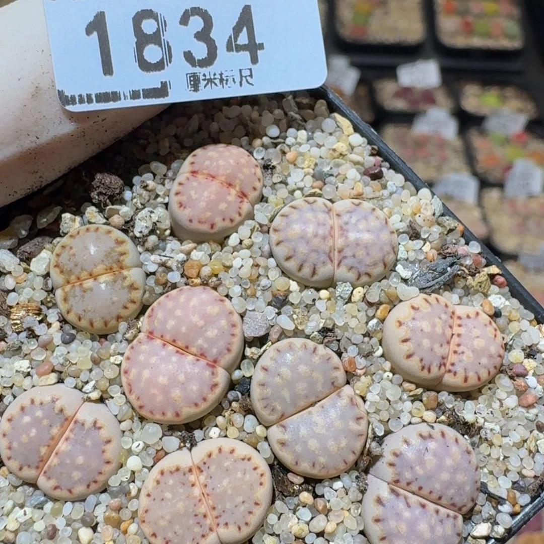 zzzz生石花肉锥1834