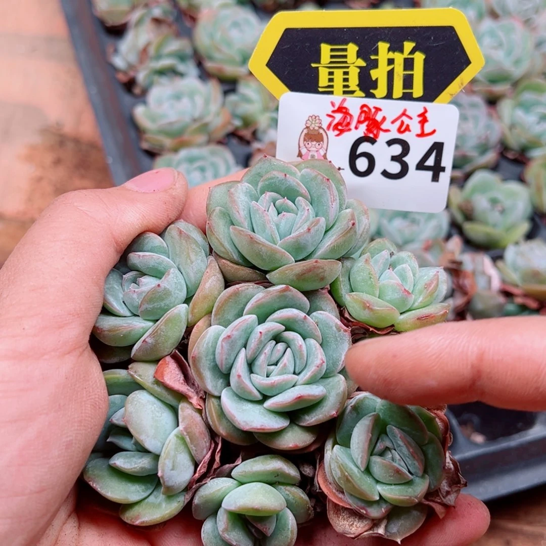 当前无花朵，栽培后可花朵