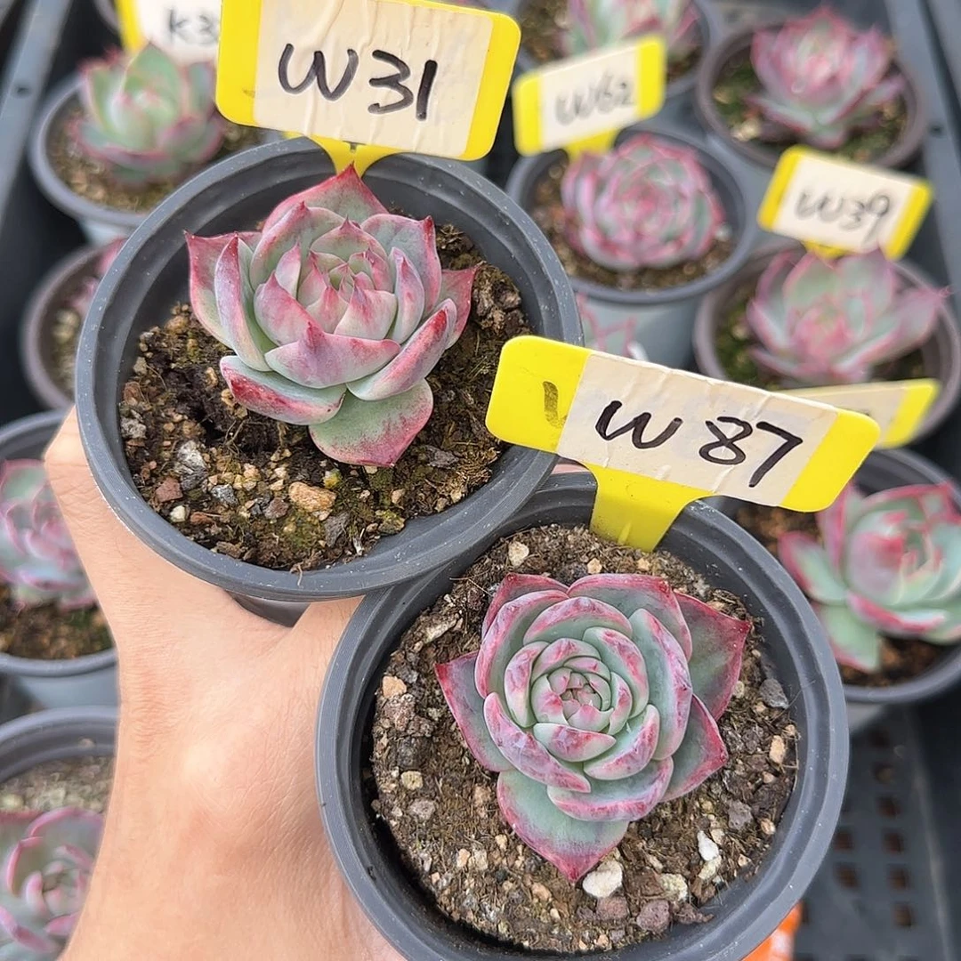 熊***毛W31 w87  惊鸿单头多肉2颗