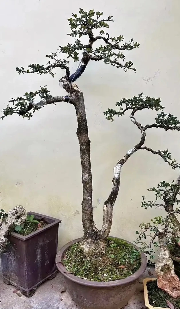 直播精品盆栽一物一拍