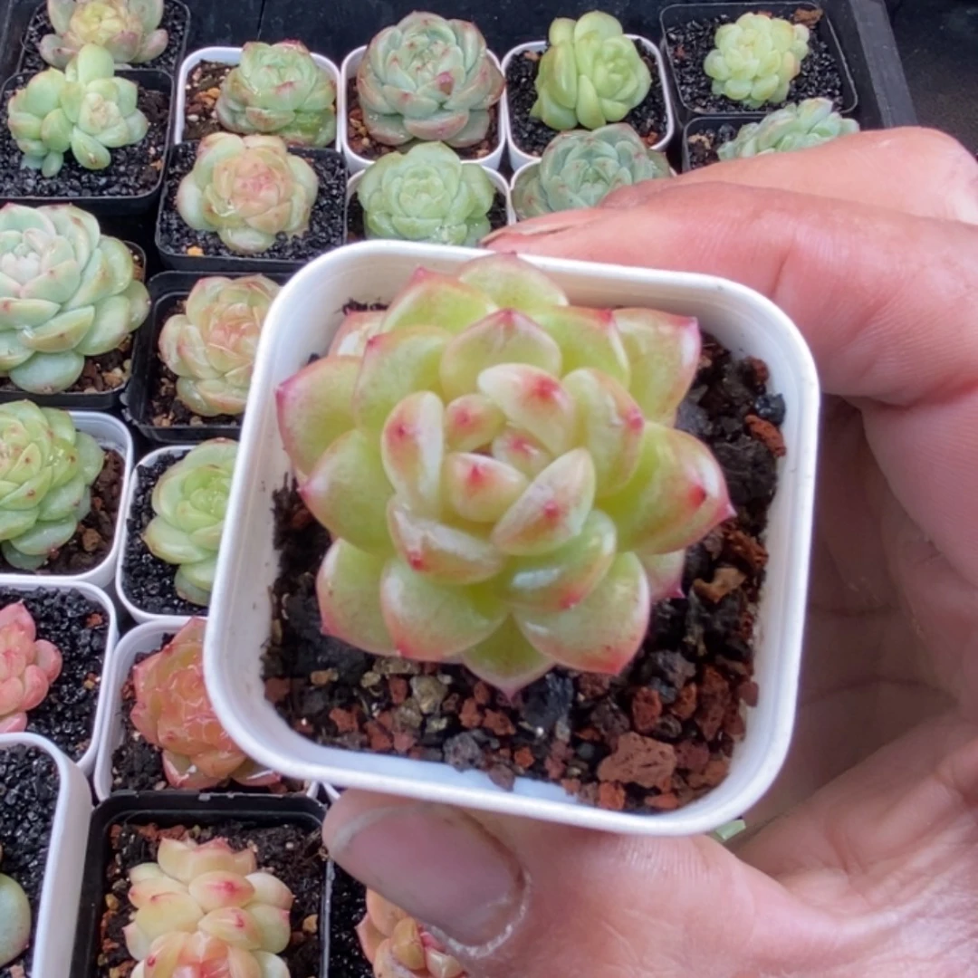 天官赐福百无禁忌