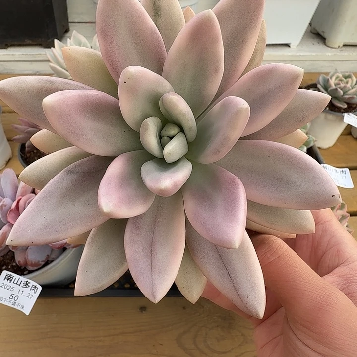 桃花源锦11111127-46