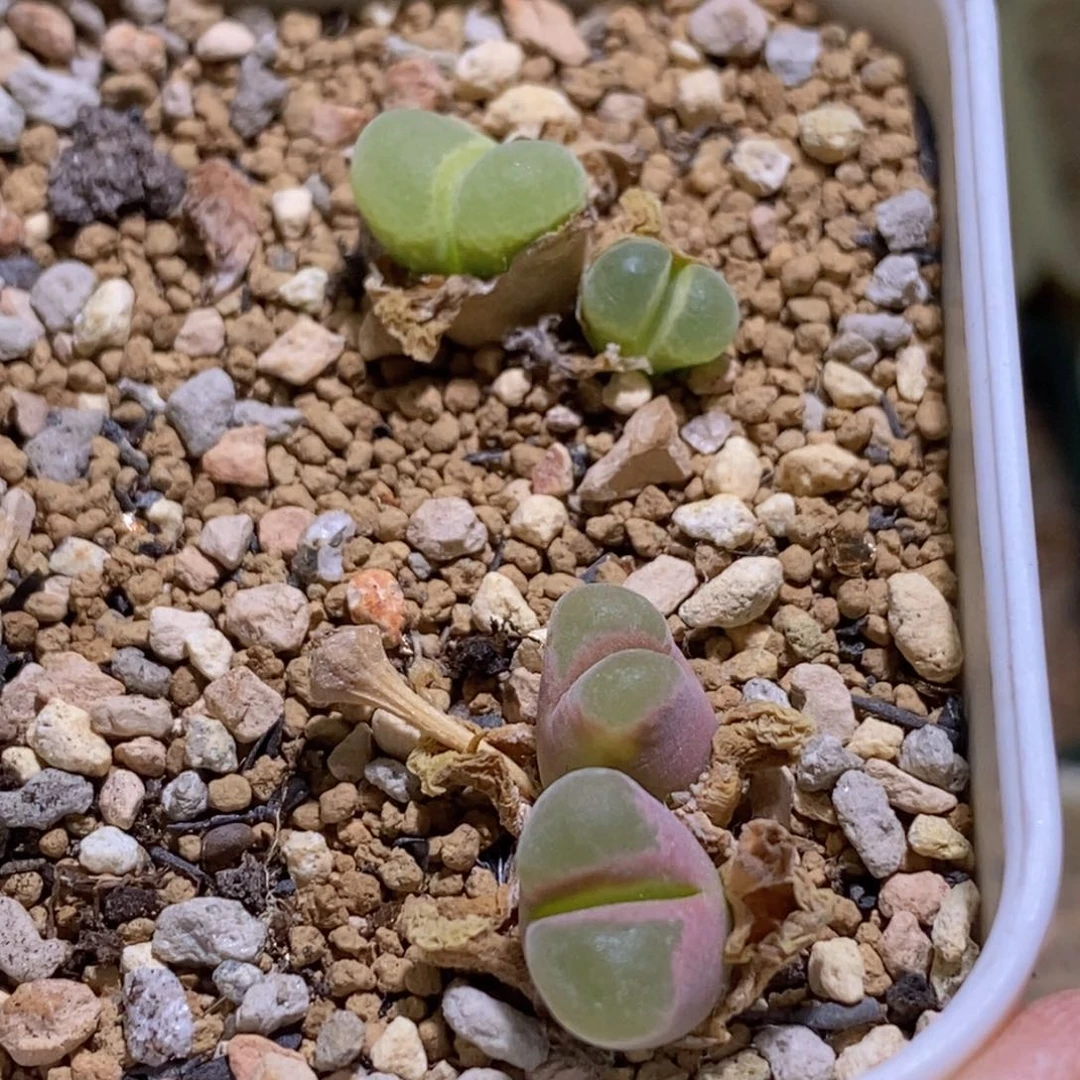 蛋****?好看好看6/1011一盆极窗福利