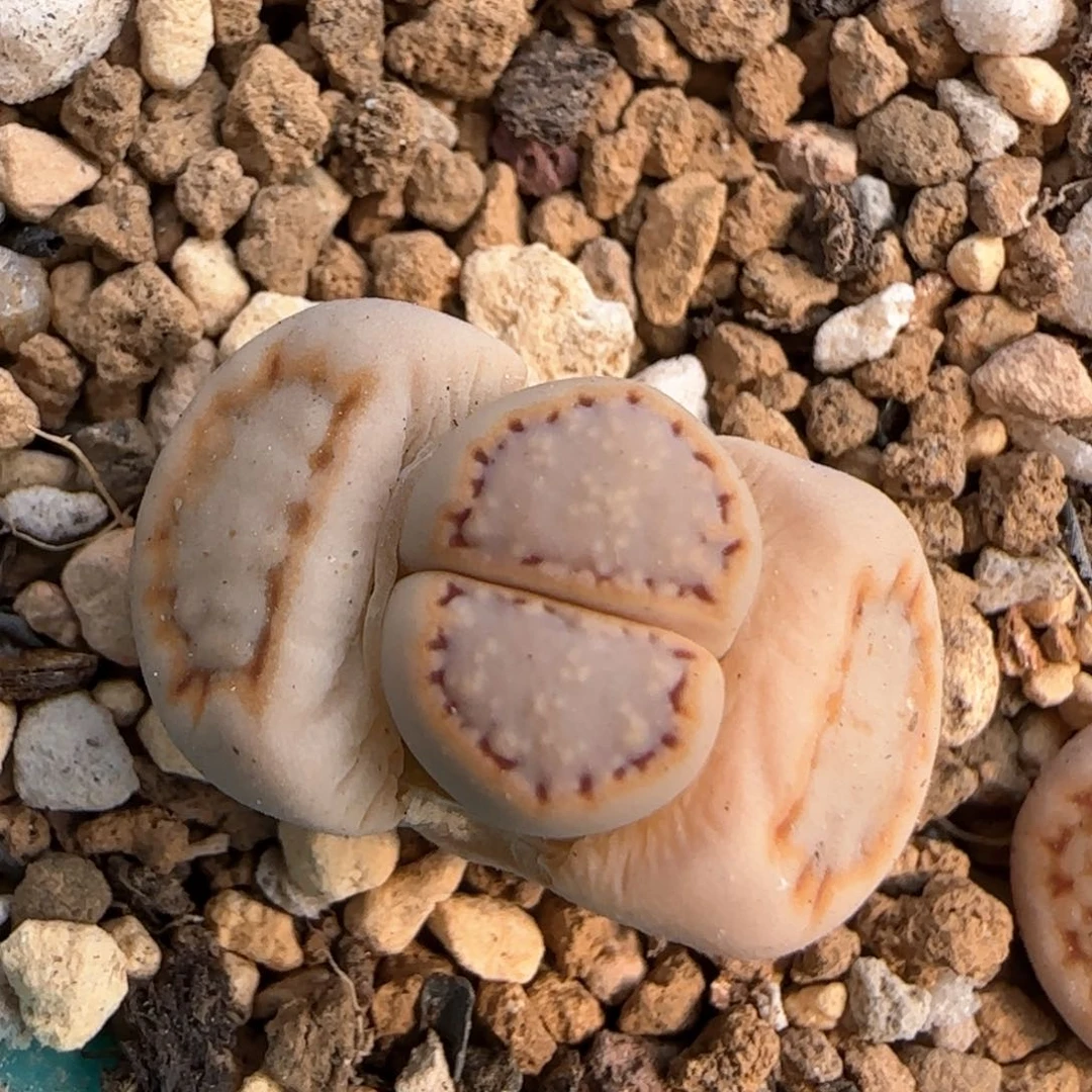 3。7。 7052。  .6饼干。  