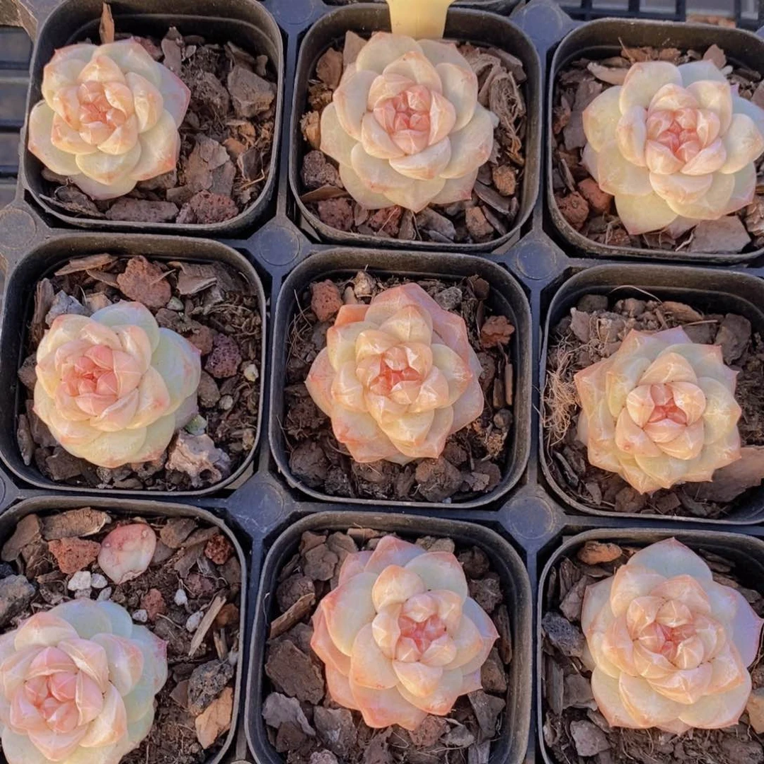 量拍30号 精品糖心粉钻单头一个