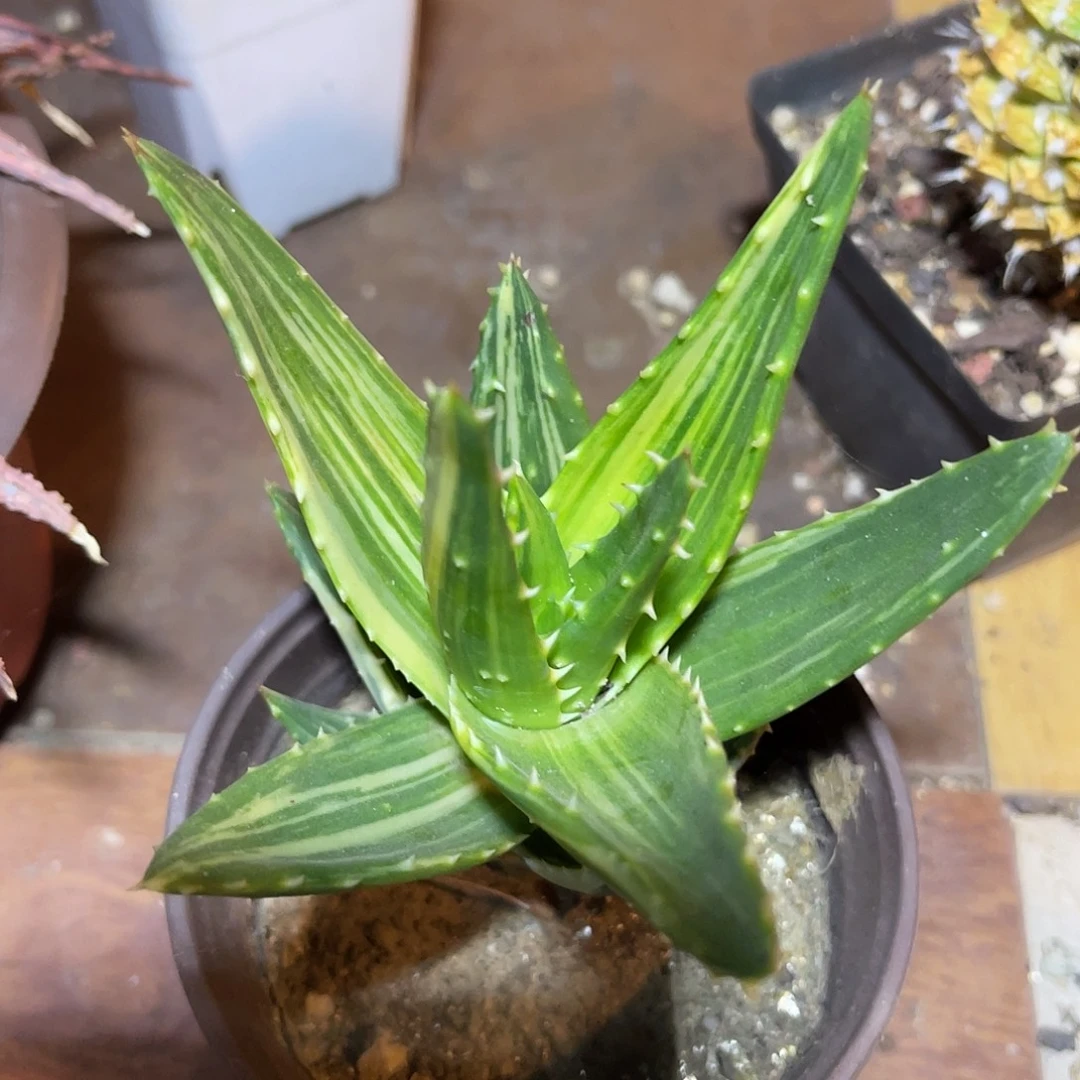 芦荟锦一物一拍的