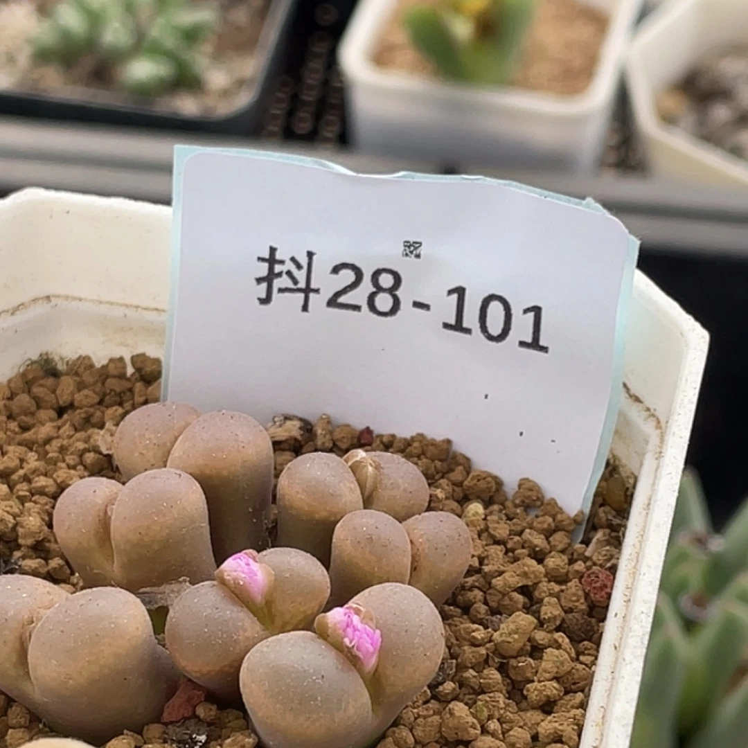一***灰28-101肉锥多肉植物