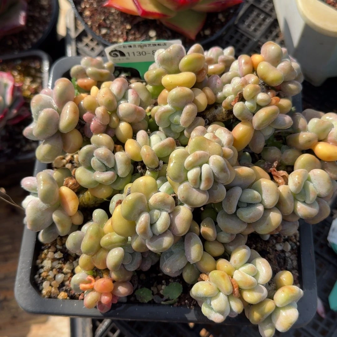 从前慢多肉精选编号1130.85