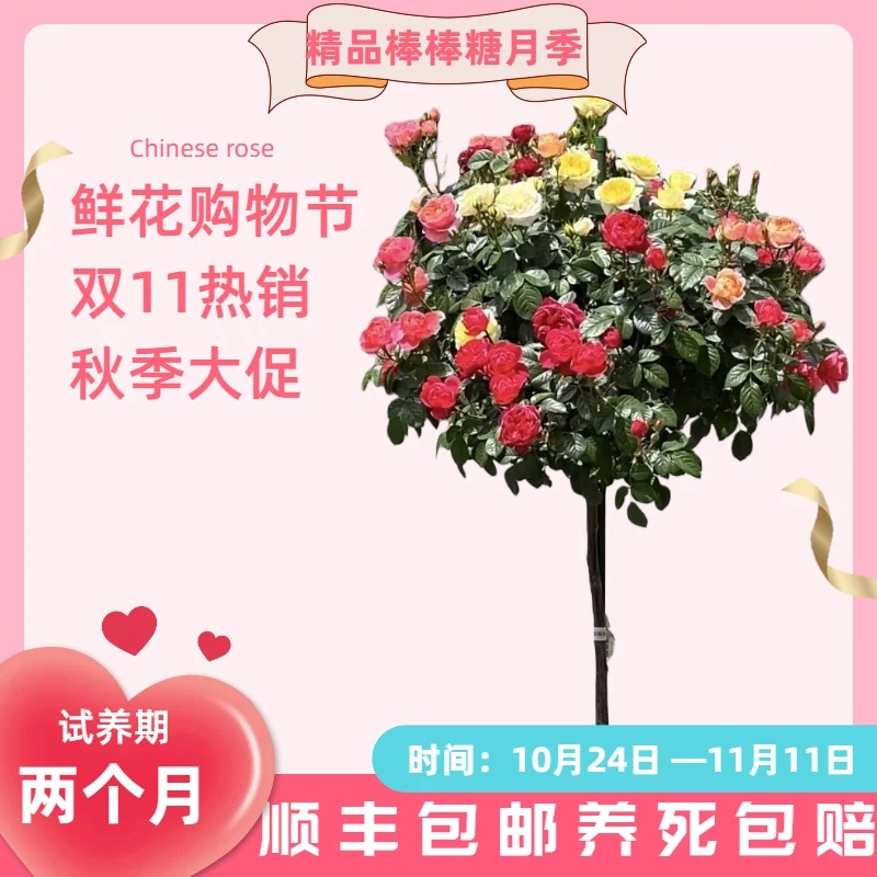月季之乡精品月季棒棒糖大花浓香型四季开花产地直发京东包邮