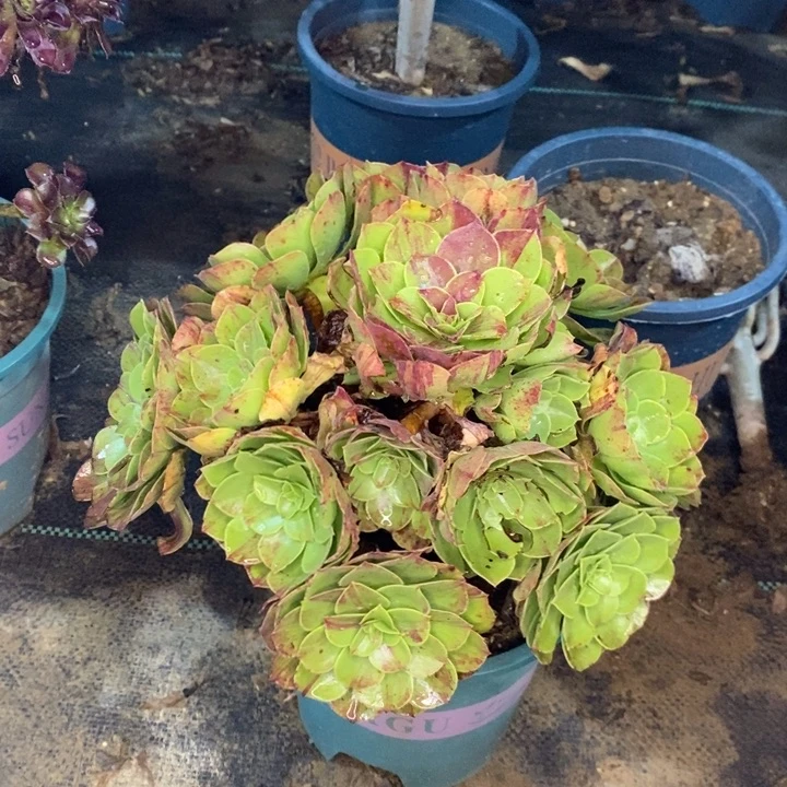 花月夜多肉植物52