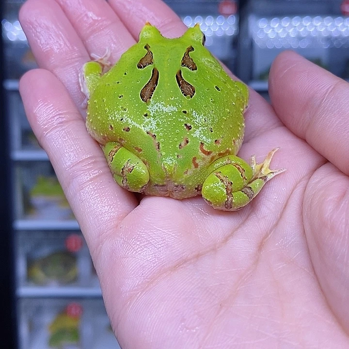 特价秒杀现货特价蝴蝶