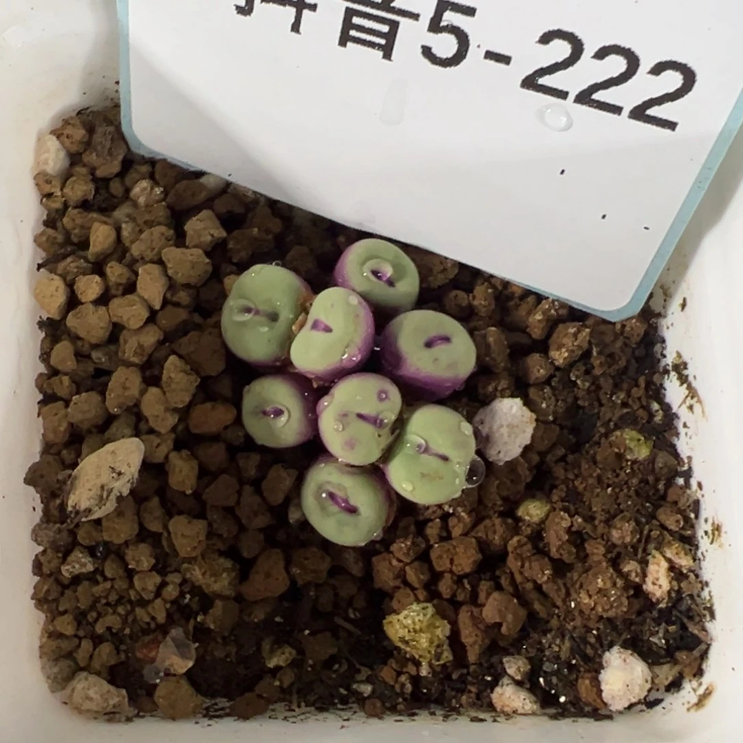 5-222肉锥多肉植物，
