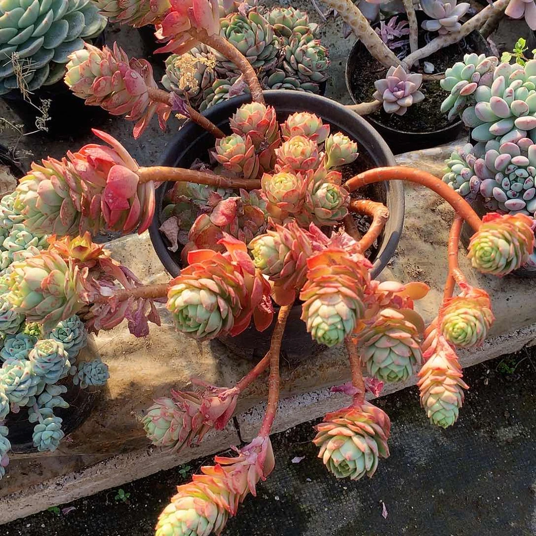 绿蔷薇多肉一物一拍