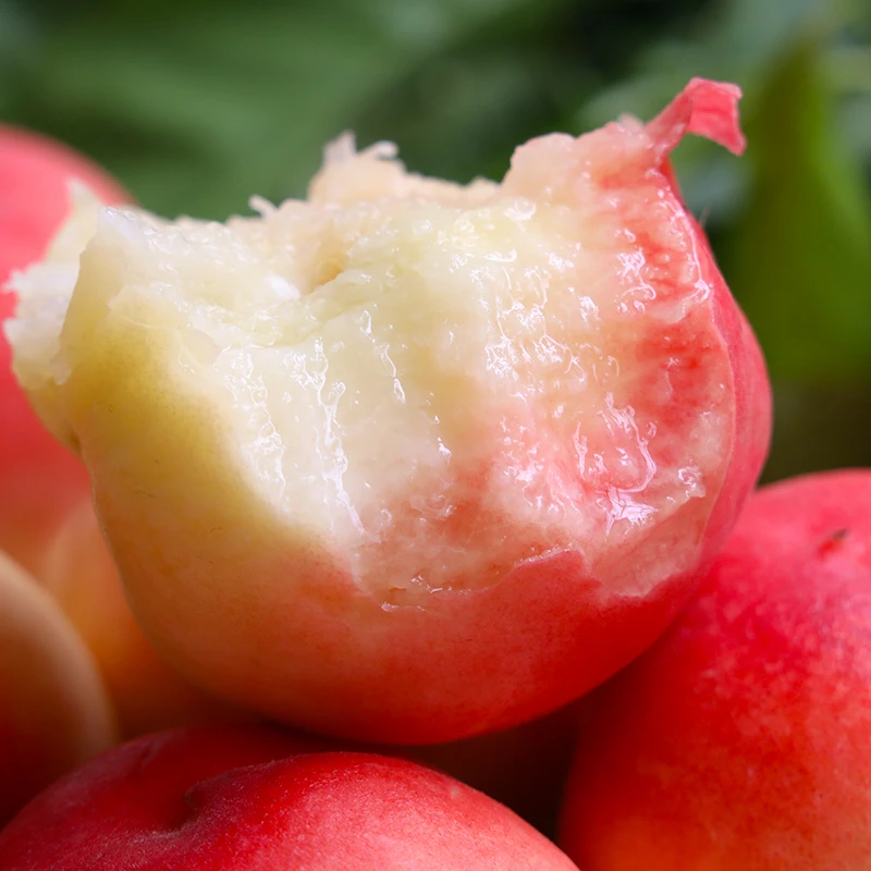 山西运城水蜜桃露天鲜桃新鲜应季水果现摘现发孕妇儿童水果