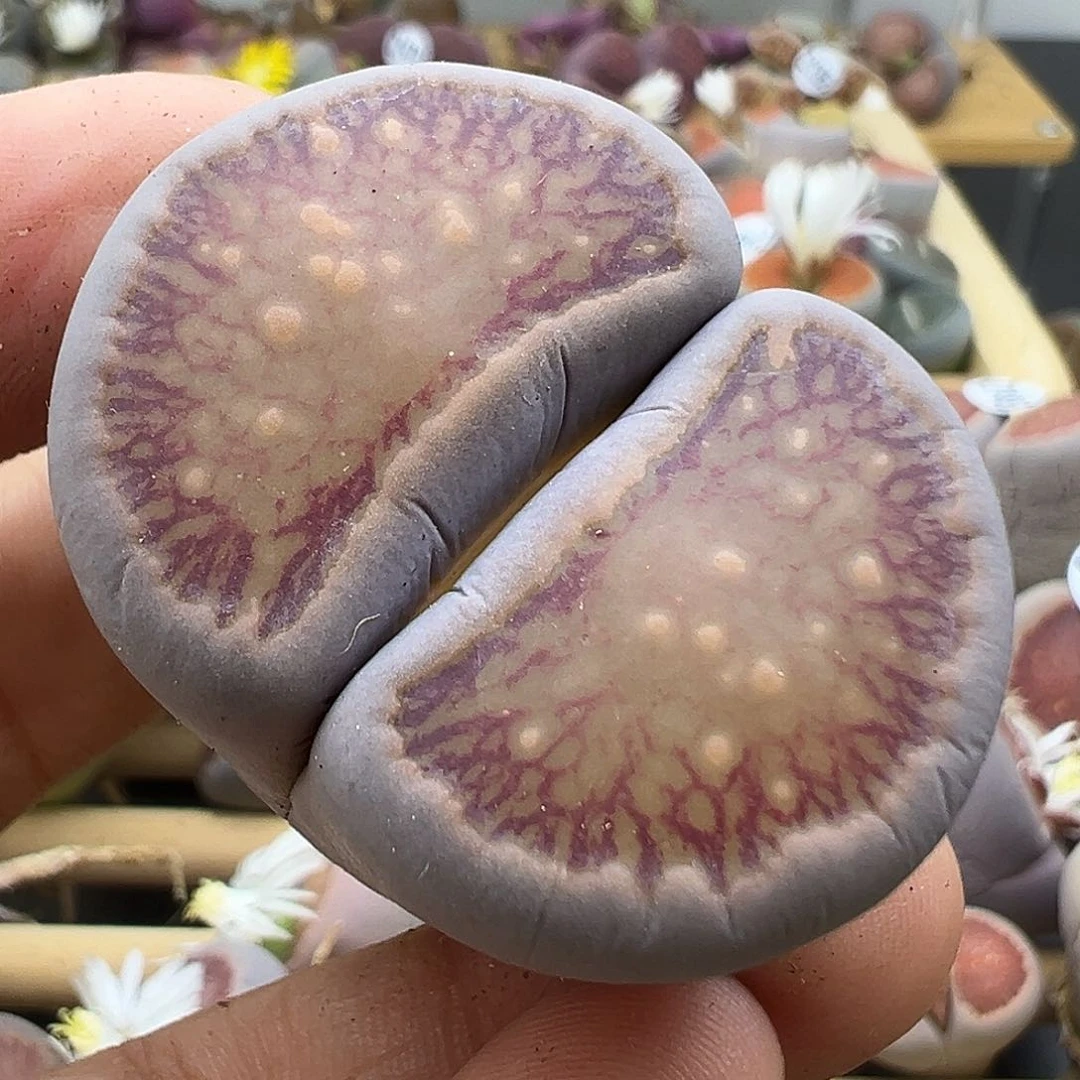 1484纯纯下播福利大美菊