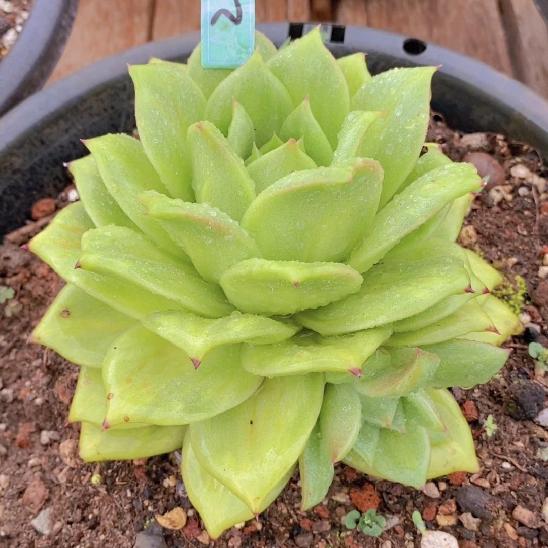 福利蔷薇玛利亚2