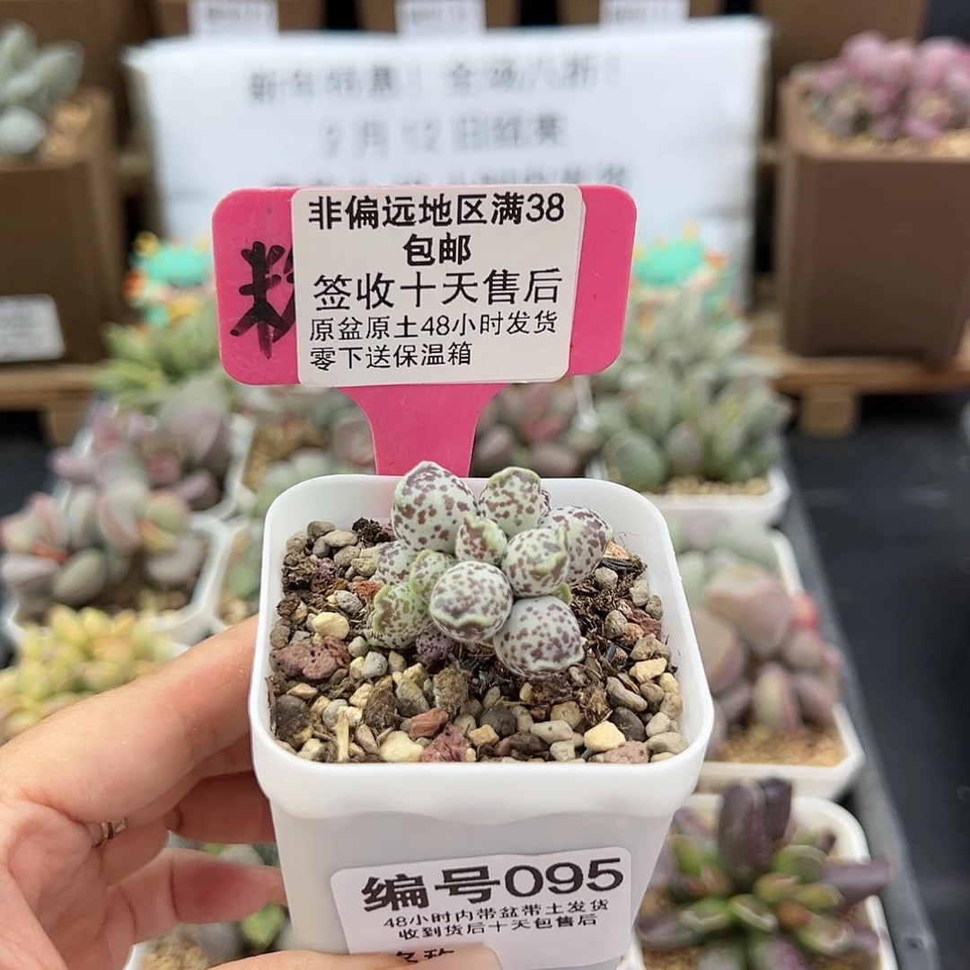 095达摩海豹多肉植物