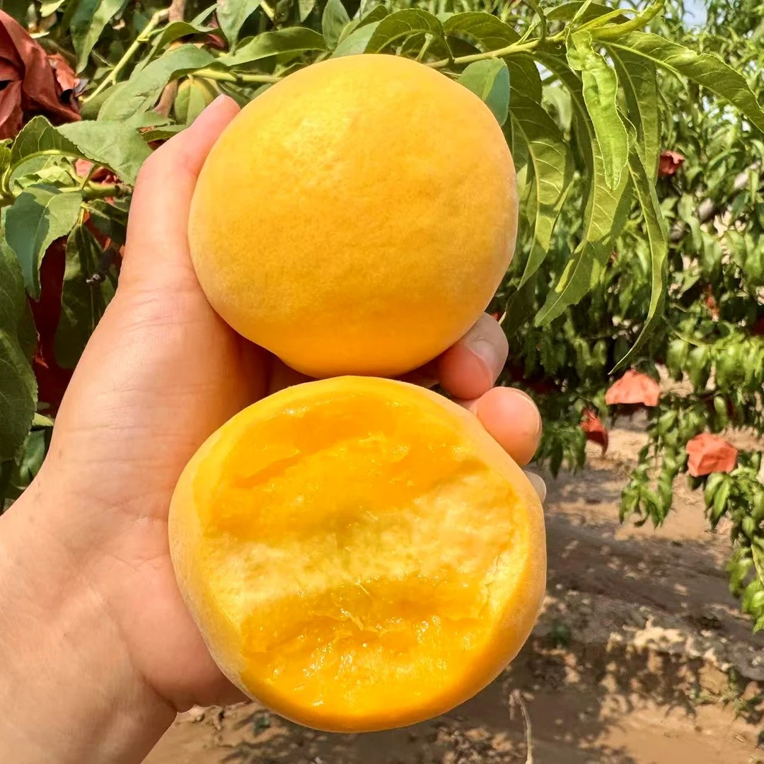 【JD包邮】陕西黄金蜜桃露天自然成熟3/4.5斤纯甜现摘现发