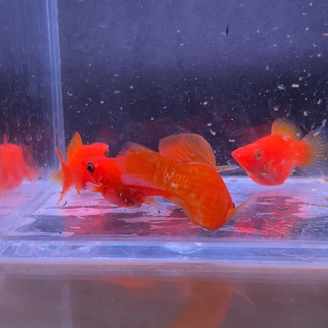 孔雀鱼橙色玛丽一对多的备损