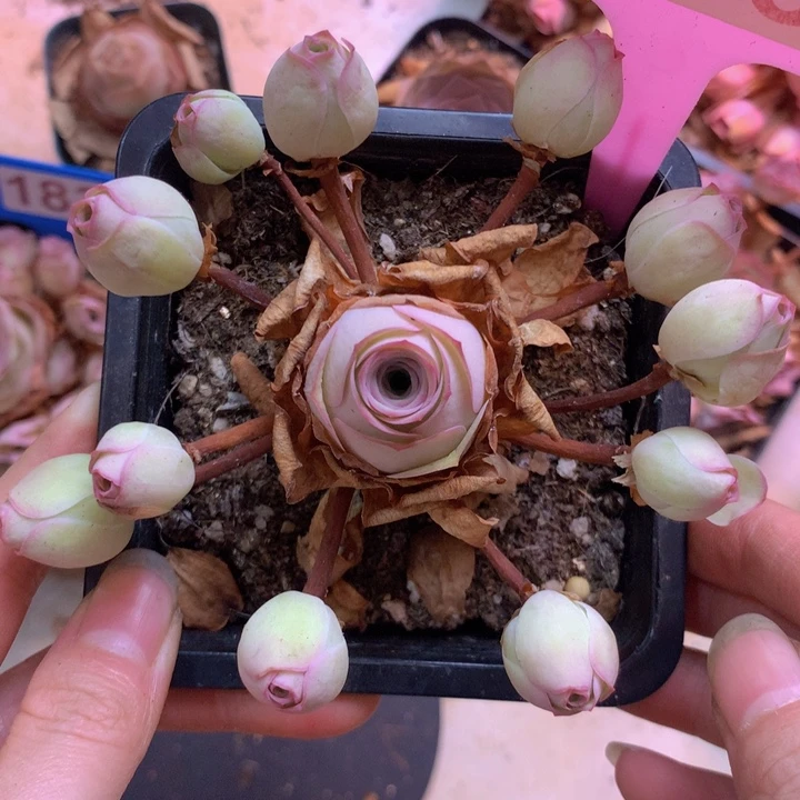 沐****一物一拍姝帕优选213