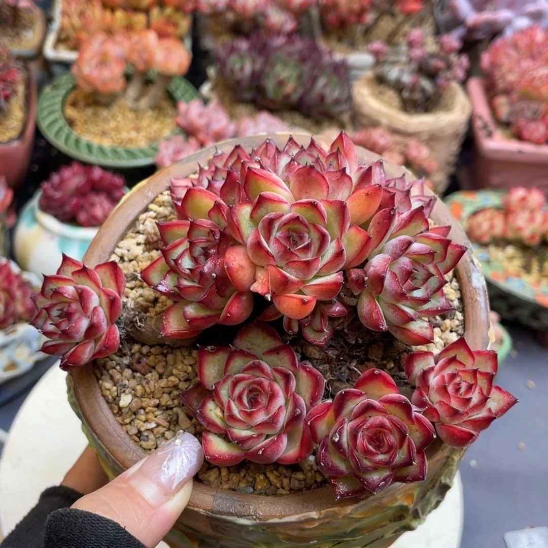 艳姬整装老桩景天