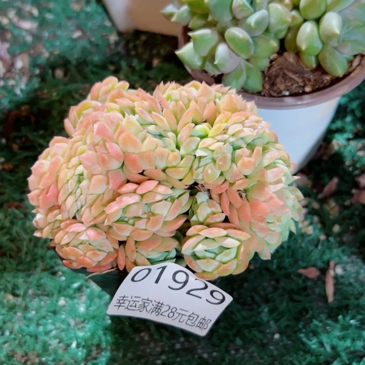 幸运的是我还没遇到你