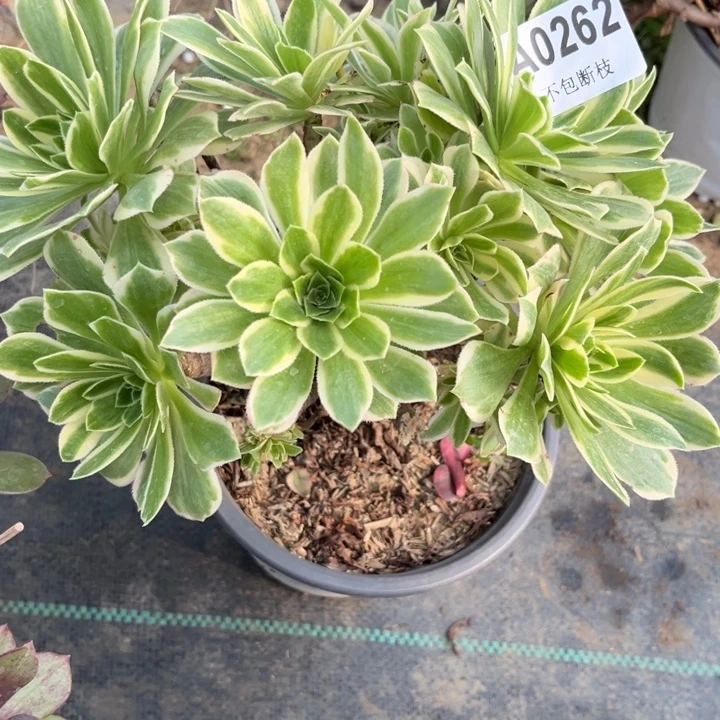 262芳华残次多肉法师不包断枝