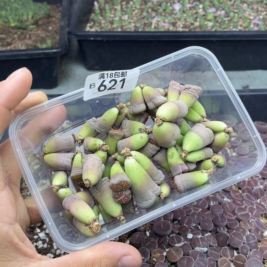 当天凑满十八元包邮621