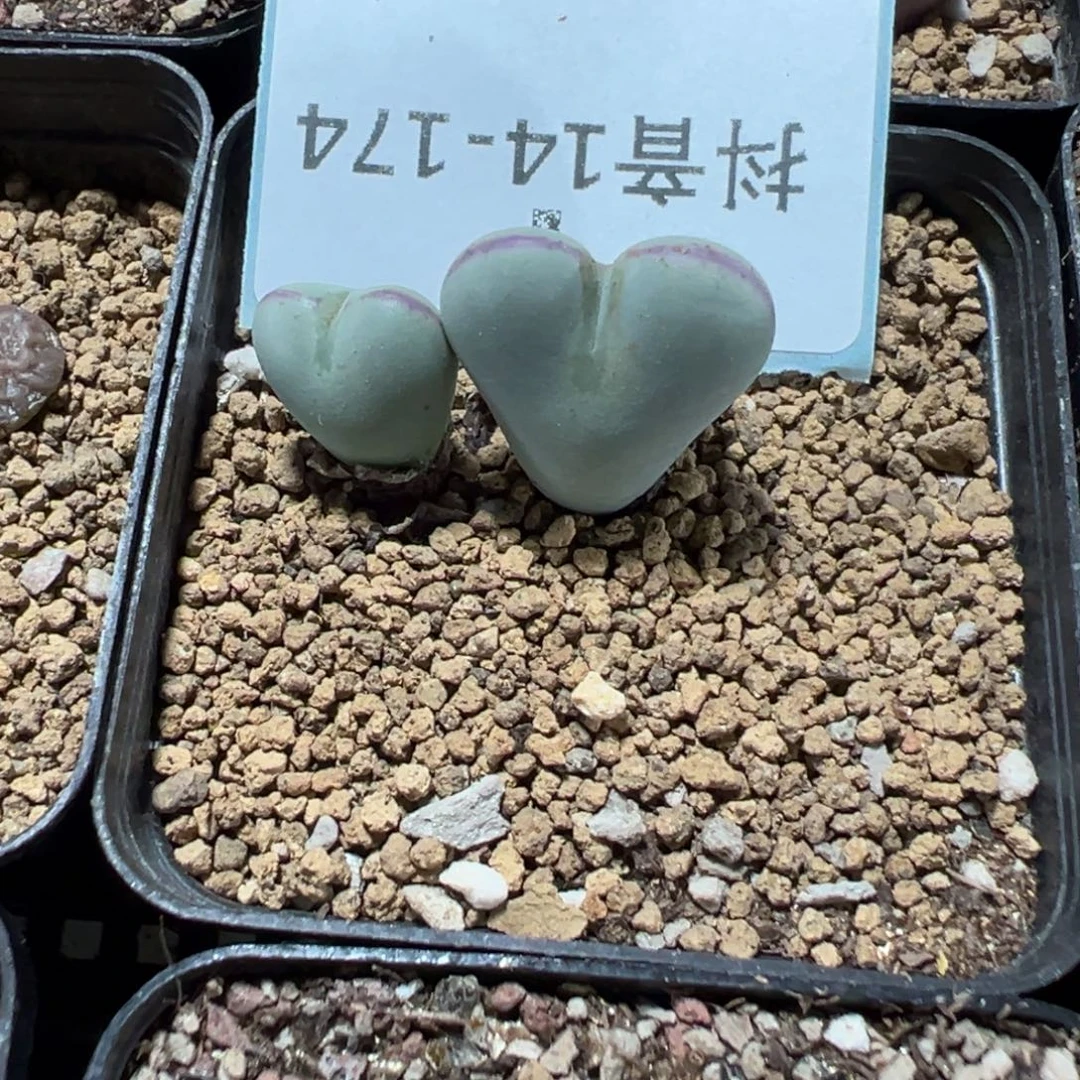 14-174爱心少将多肉植物