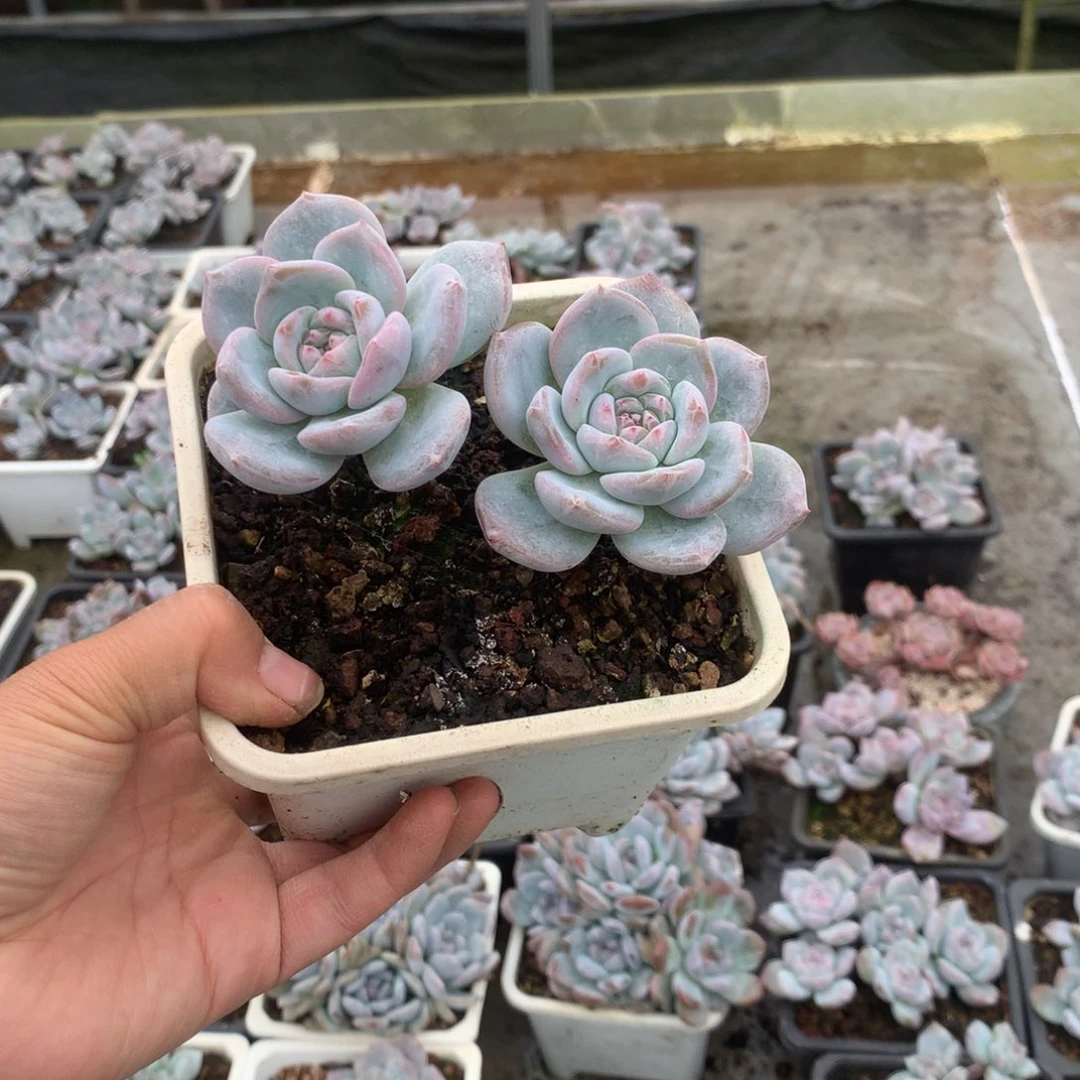 无花朵花花花花花花花花115