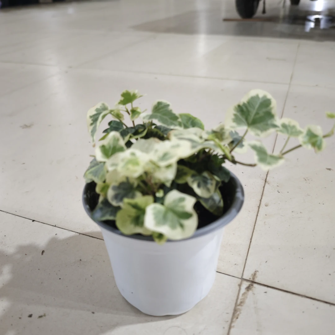 雪莹常春藤垂吊绿植四季常青