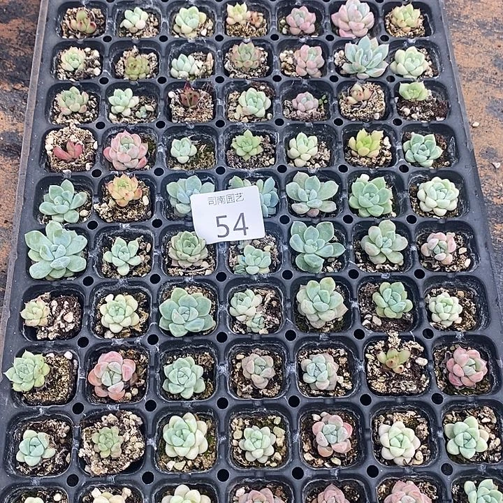 54 特价不售后多肉植物盆栽花卉