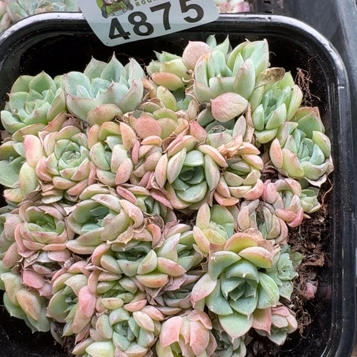 多肉植物多肉植物