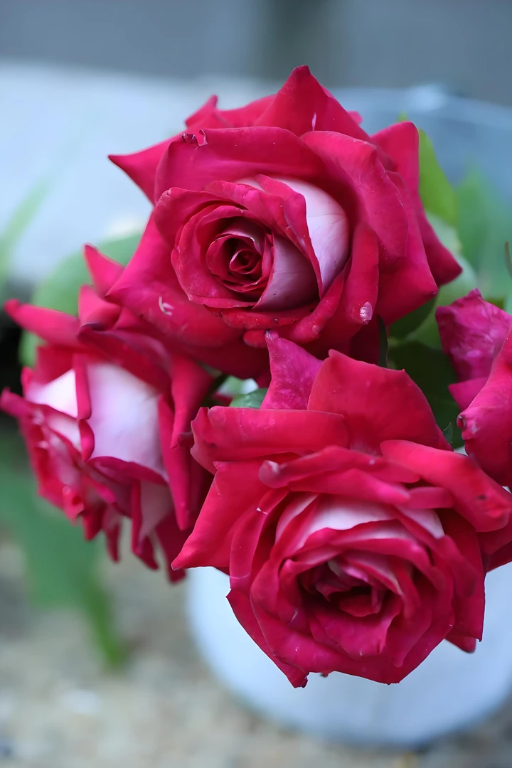 金麟的花园【情书】月季花小苗勤花多季重复开阳台盆栽扦插