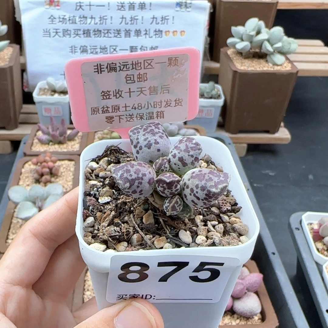 875达摩海报多肉