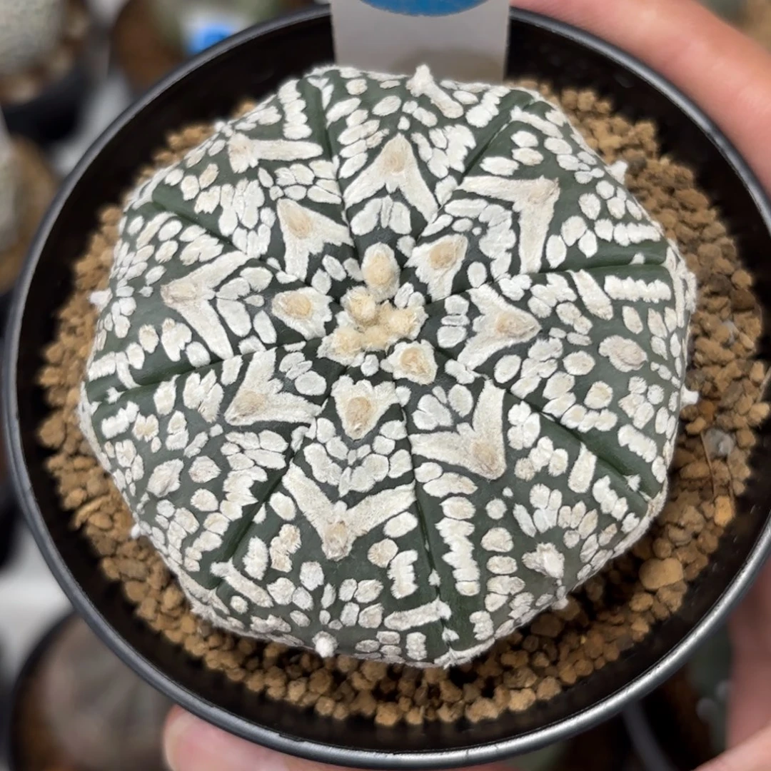 446实生V字兜带盆带土